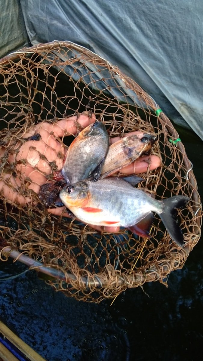 Photo by Siti Daisah person holding black and red fish